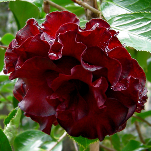Black Magic Camellia, Camellia japonica 'Black Magic'